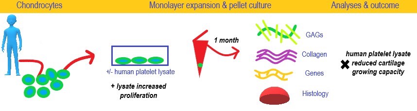 Impact of human platelet lysate on the expansion and chondrogenic ...