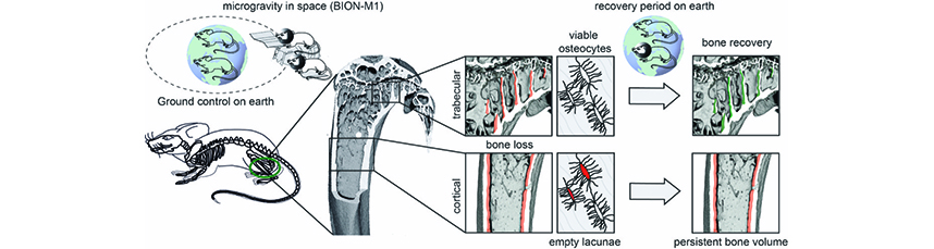 Bone loss recovery in mice following microgravity with concurrent bone ...