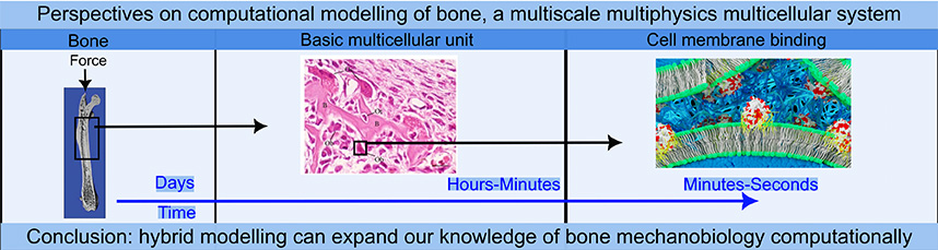 Perspectives on in silico bone mechanobiology: computational modelling ...