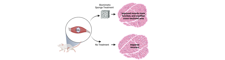 Treatment of volumetric muscle loss in female rats with biomimetic sponges