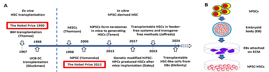 The eve of a historic breakthrough in the realm of human pluripotent ...